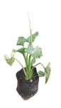 Arum Lily 10L