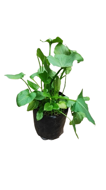 Arum lily 5L