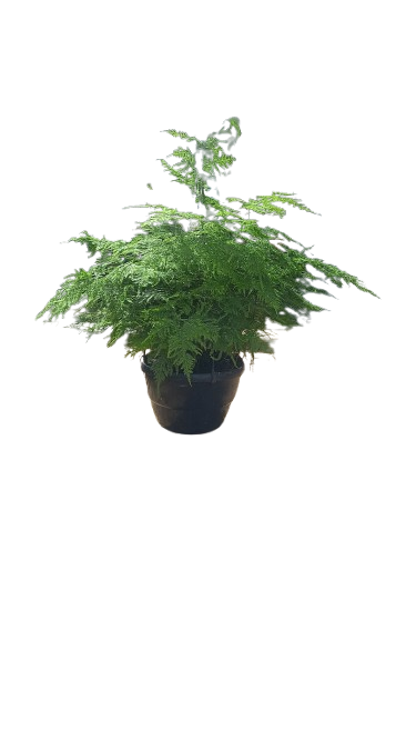 Asparagus Plumoses 20cm Hanging Basket