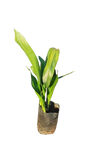 Aspidistra Elatior 10L