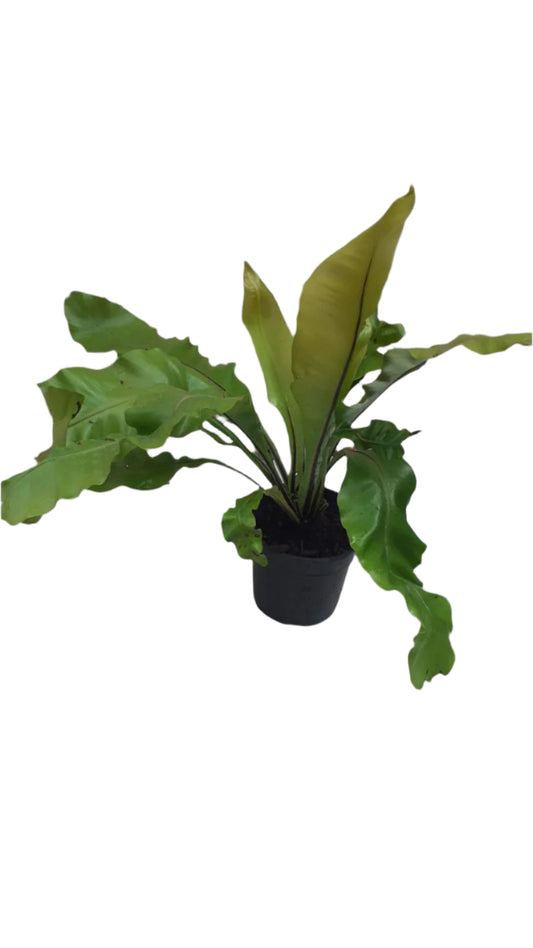 Asplenium Nidus 15cm