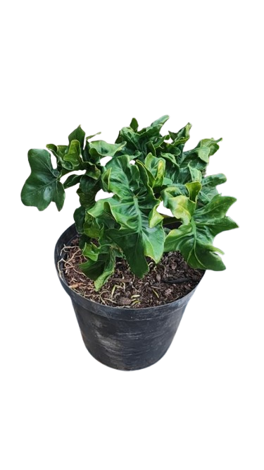 Philodendron Atom 25cm