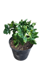 Philodendron Atom 25cm