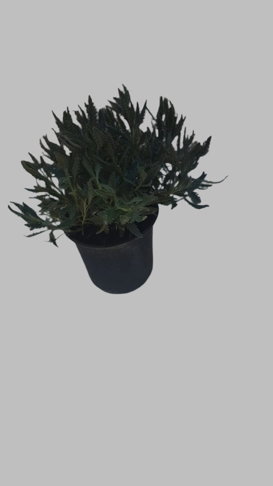 Lavender Angustifolia 15cm Pot