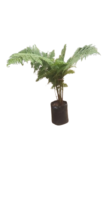 Australis Brownii Fern 20L
