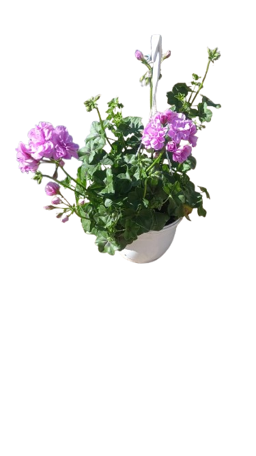 Pelargonium Tacari Hanging Basket 20cm