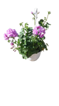 Pelargonium Tacari Hanging Basket 20cm