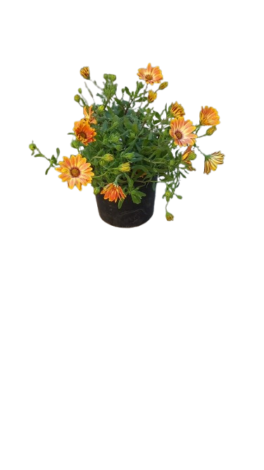 Osteospermum Osticade Assorted 17cm