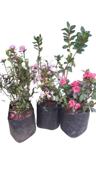 Azalea Mix 10L