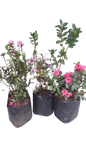 Azalea Mix 10L