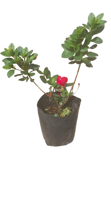 Azalea Claude Goyet (Dbl Red) 5L
