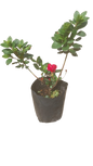 Azalea Claude Goyet (Dbl Red) 5L