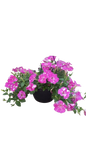 Petunia 20cm Various