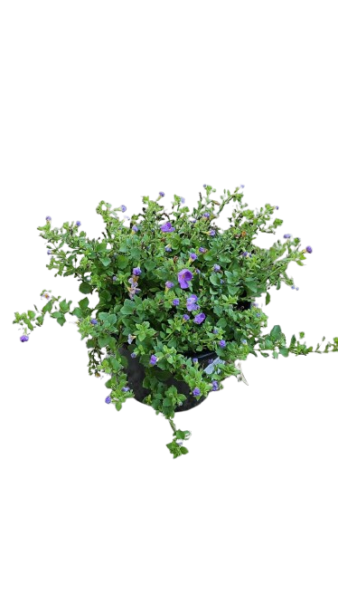 Bacopa Gulliver Compact Assorted 17cm