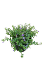 Bacopa Gulliver Compact Assorted 17cm