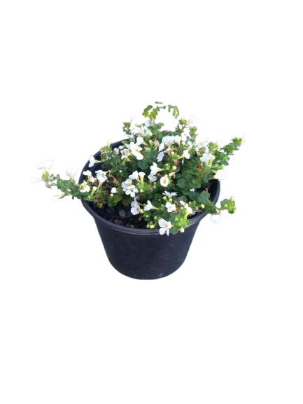 Bacopa Gulliver Compact Assorted 17cm