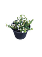 Bacopa Gulliver Compact Assorted 17cm