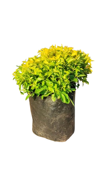 Duranta Gold (Sheena's Gold) Ball 10L