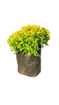 Duranta Gold (Sheena's Gold) Ball 10L