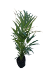 Bamboo Palm 5L