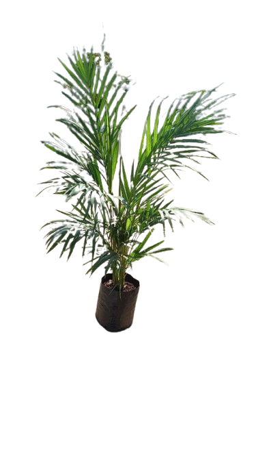 Bamboo Palm Chrysalidocarpus Lutescens/Dypsis Lutescens Various Sizes