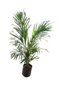 Bamboo Palm Chrysalidocarpus Lutescens/Dypsis Lutescens Various Sizes