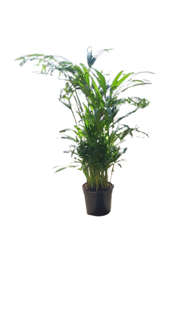 Bamboo Palm 16.5cm