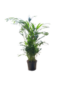Bamboo Palm 16.5cm
