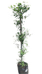 Rosa Banksia Mix 10L