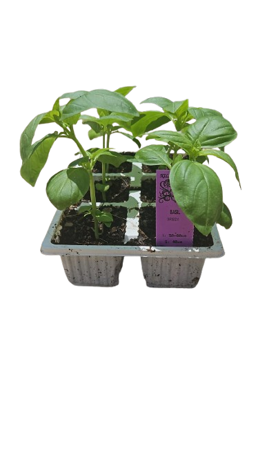 Basil Sweet Green 6 Pack Seedling Tray