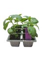Basil Sweet Green 6 Pack Seedling Tray