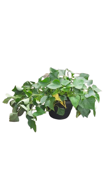 Ipomoea Batatas 20cm Hanging Basket