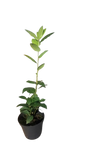 Bayleaf 12cm