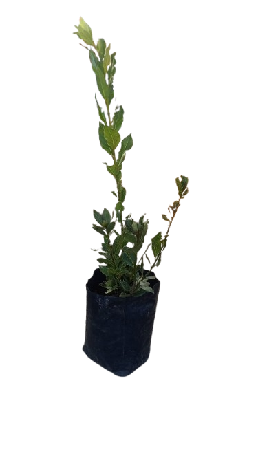 Laurus Nobilis Bay Leaf 10L