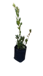 Laurus Nobilis Bay Leaf 10L