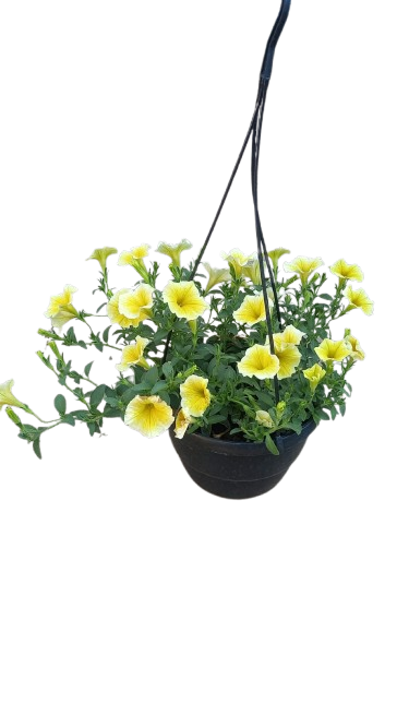 Petunia 20cm Various