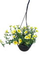 Petunia 20cm Various