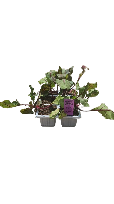 Beetroot 6 Pack Seedling Tray