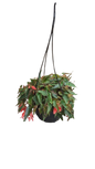 Begonia Bossa Nova 20cm Hanging Basket