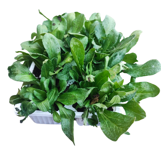 Bellis Mix 6 Pack Seedling Tray (Various Colours)