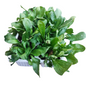 Bellis Mix 6 Pack Seedling Tray (Various Colours)