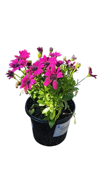 Osteospermum Besties Various 17cm