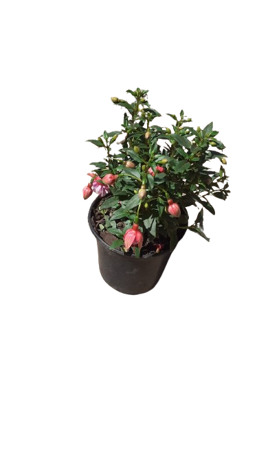 Fuchsia Bella Assorted 15 cm