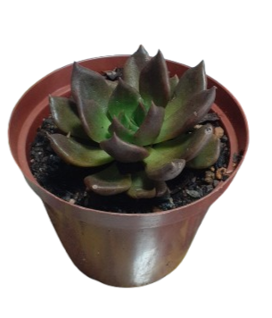 Echeveria ‘Black Prince’