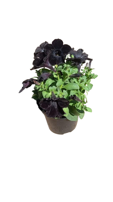 Petunia Assorted 15cm