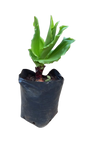 Scadoxus multiflorus 10L (Blood Lily)