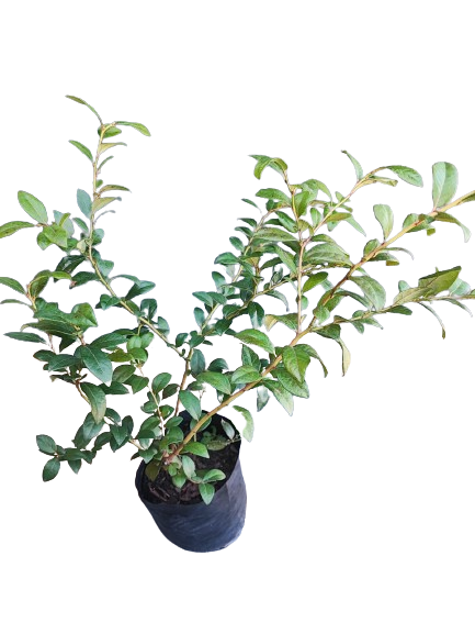 Blueberry Legacy Vaccinium 5L