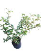 Blueberry Legacy Vaccinium 5L
