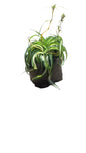 Chlorophytum Comosum Various 3L