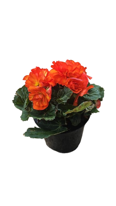Begonia Bossa Nova 15cm
